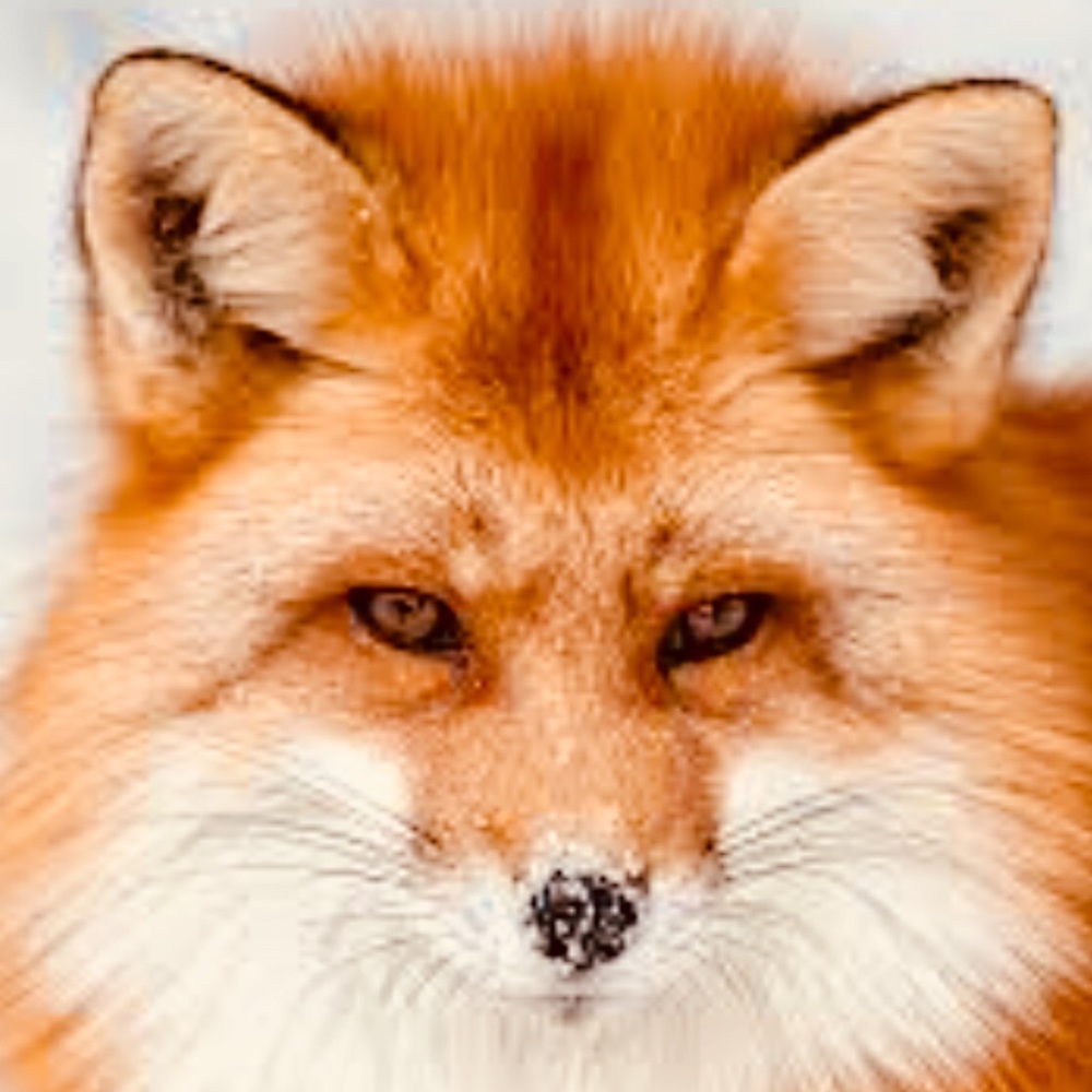 🦊Meet your Posher BETH STARR🦊!! - Picture 6 of 6